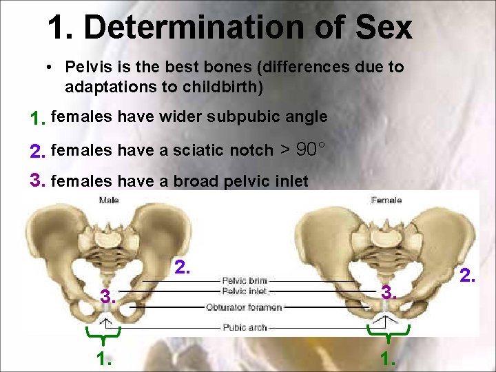 1. Determination of Sex • Pelvis is the best bones (differences due to adaptations