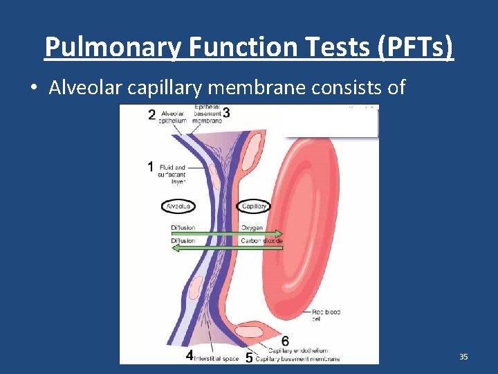 Pulmonary Function Tests (PFTs) • Alveolar capillary membrane consists of 35 Pulmonary Function Tests (PFTs) • Alveolar capillary membrane consists of 35