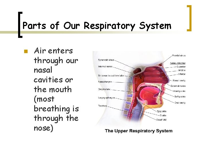 Parts of Our Respiratory System n Air enters through our nasal cavities or the