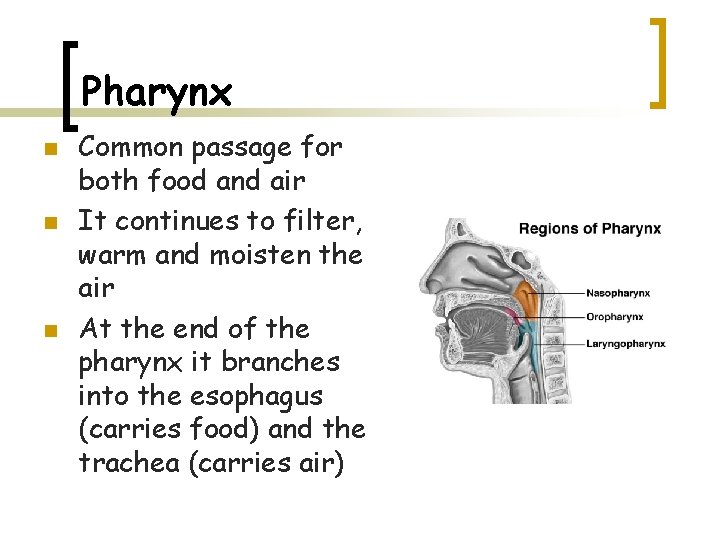 Pharynx n n n Common passage for both food and air It continues to