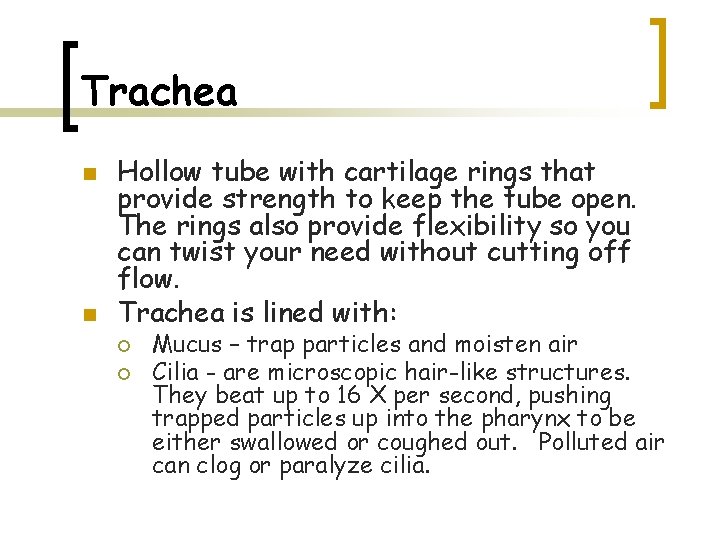 Trachea n n Hollow tube with cartilage rings that provide strength to keep the