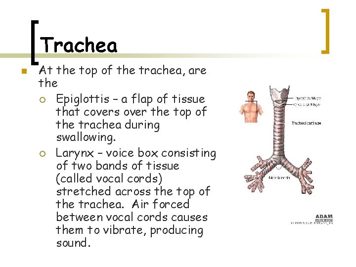 Trachea n At the top of the trachea, are the ¡ Epiglottis – a