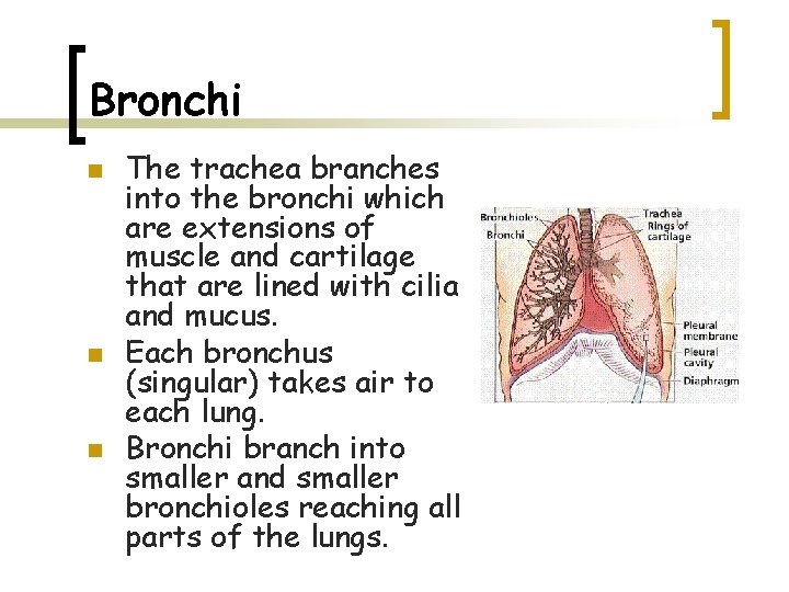 Bronchi n n n The trachea branches into the bronchi which are extensions of