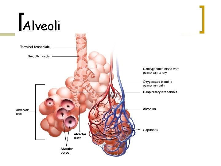 Alveoli 