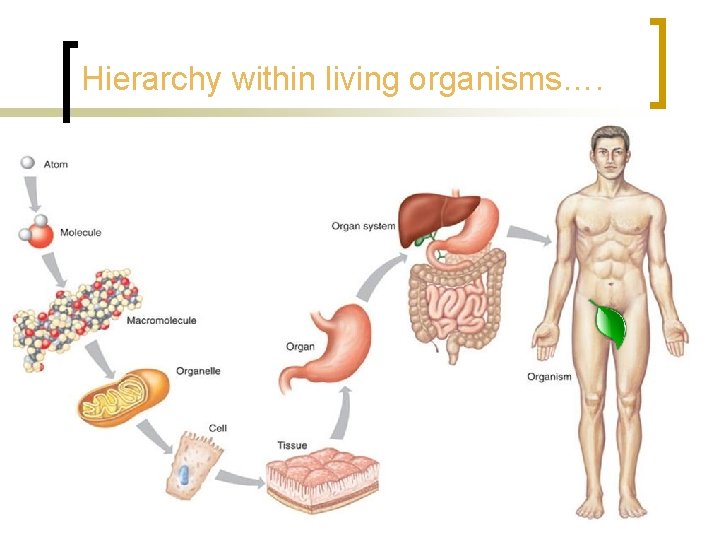 Hierarchy within living organisms…. 