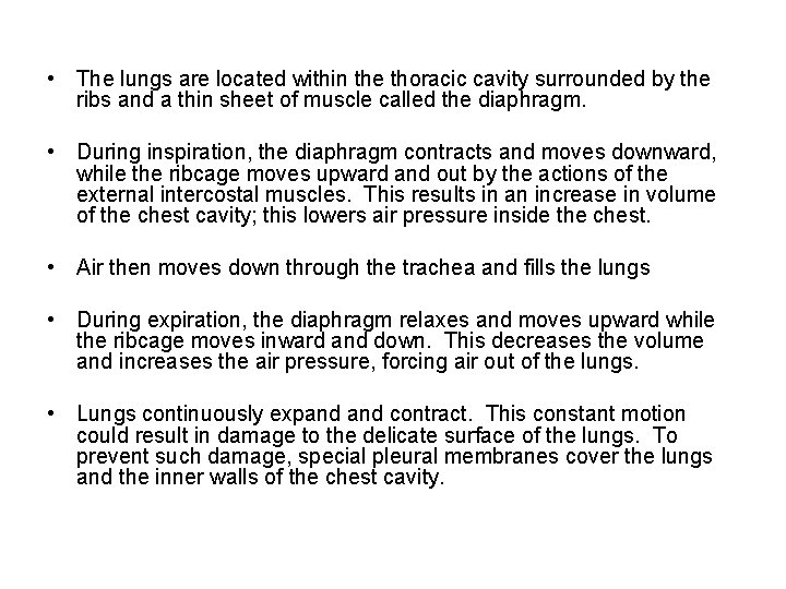  • The lungs are located within the thoracic cavity surrounded by the ribs