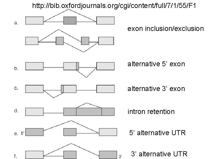 http: //bib. oxfordjournals. org/cgi/content/full/7/1/55/F 1 exon inclusion/exclusion alternative 5’ exon alternative 3’ exon intron