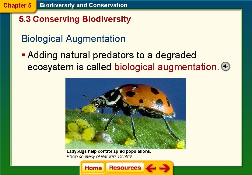 Chapter 5 Biodiversity and Conservation 5. 3 Conserving Biodiversity Biological Augmentation § Adding natural