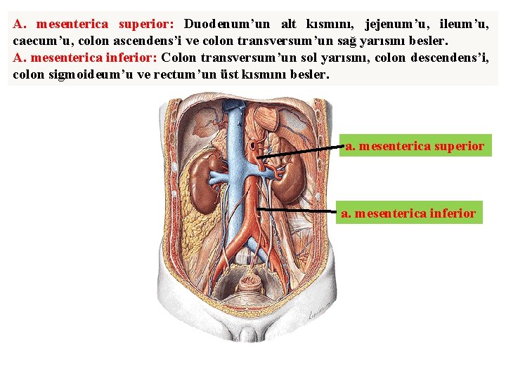 A. mesenterica superior: Duodenum’un alt kısmını, jejenum’u, ileum’u, caecum’u, colon ascendens’i ve colon transversum’un