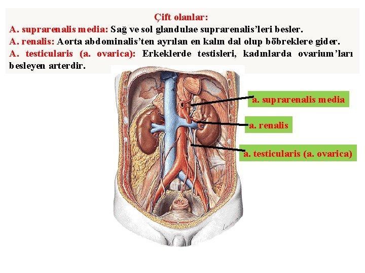 Çift olanlar: A. suprarenalis media: Sağ ve sol glandulae suprarenalis’leri besler. A. renalis: Aorta