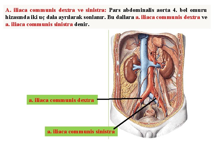 A. iliaca communis dextra ve sinistra: Pars abdominalis aorta 4. bel omuru hizasında iki