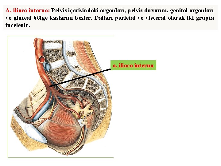 A. iliaca interna: Pelvis içerisindeki organları, pelvis duvarını, genital organları ve gluteal bölge kaslarını