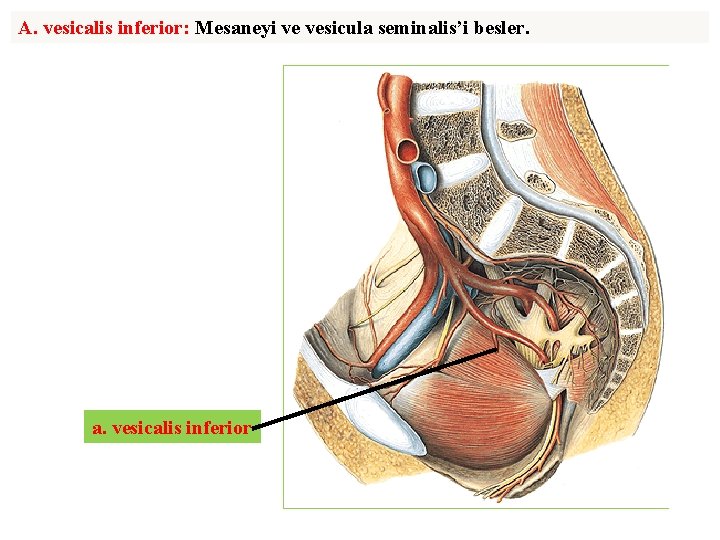 A. vesicalis inferior: Mesaneyi ve vesicula seminalis’i besler. a. vesicalis inferior 