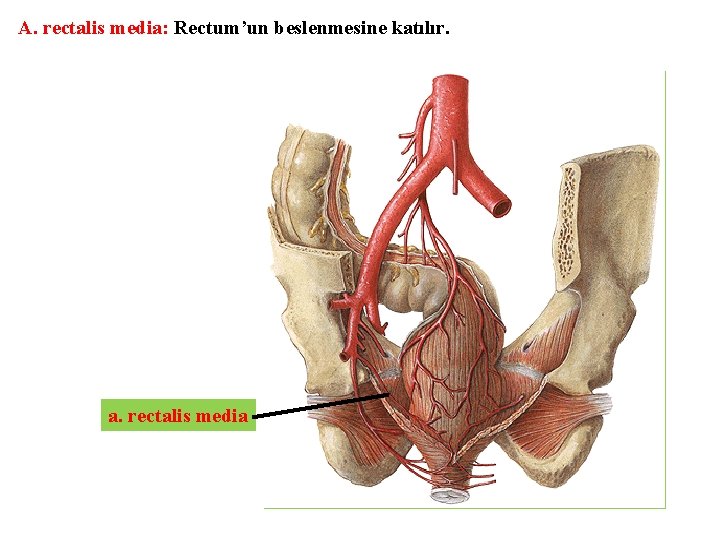 A. rectalis media: Rectum’un beslenmesine katılır. a. rectalis media 