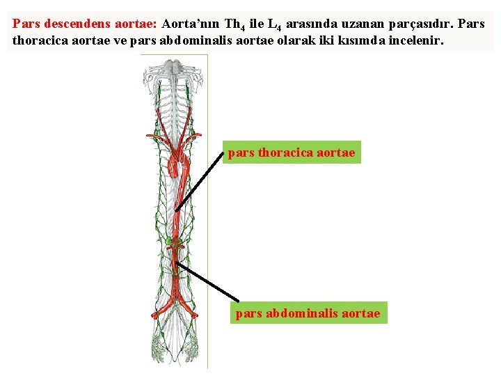 Pars descendens aortae: Aorta’nın Th 4 ile L 4 arasında uzanan parçasıdır. Pars thoracica