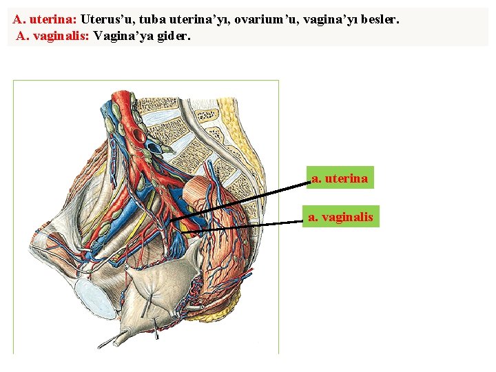 A. uterina: Uterus’u, tuba uterina’yı, ovarium’u, vagina’yı besler. A. vaginalis: Vagina’ya gider. a. uterina