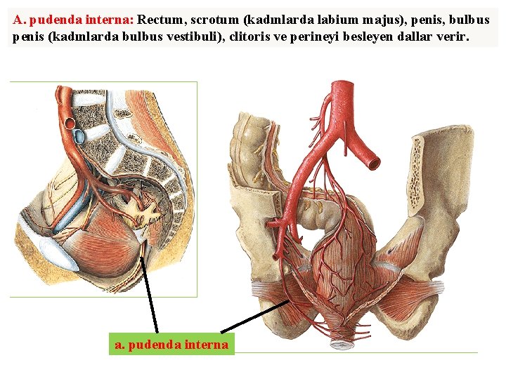 A. pudenda interna: Rectum, scrotum (kadınlarda labium majus), penis, bulbus penis (kadınlarda bulbus vestibuli),