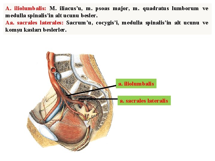 A. iliolumbalis: M. iliacus’u, m. psoas major, m. quadratus lumborum ve medulla spinalis’in alt