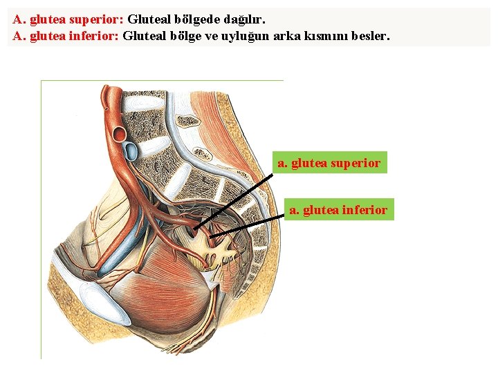 A. glutea superior: Gluteal bölgede dağılır. A. glutea inferior: Gluteal bölge ve uyluğun arka