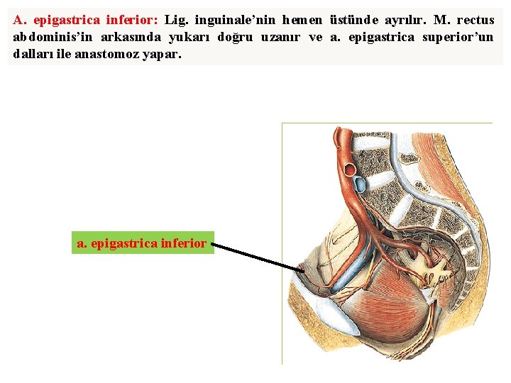 A. epigastrica inferior: Lig. inguinale’nin hemen üstünde ayrılır. M. rectus abdominis’in arkasında yukarı doğru