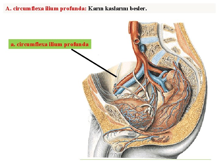 A. circumflexa ilium profunda: Karın kaslarını besler. a. circumflexa ilium profunda 