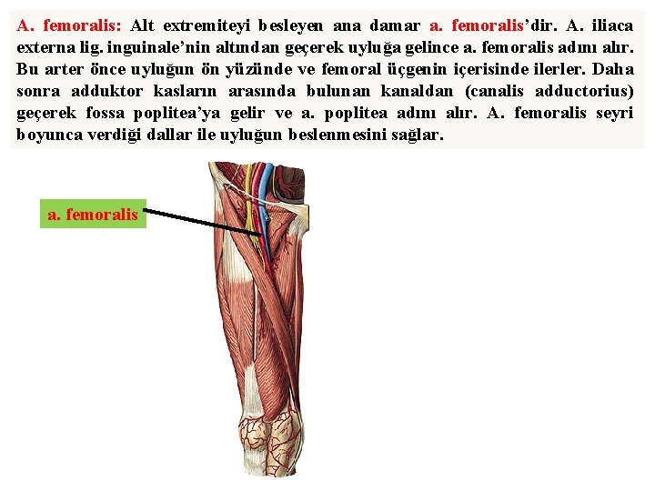 A. femoralis: Alt extremiteyi besleyen ana damar a. femoralis’dir. A. iliaca externa lig. inguinale’nin