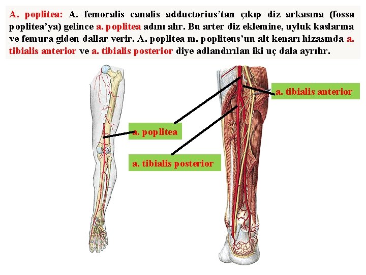 A. poplitea: A. femoralis canalis adductorius’tan çıkıp diz arkasına (fossa poplitea’ya) gelince a. poplitea