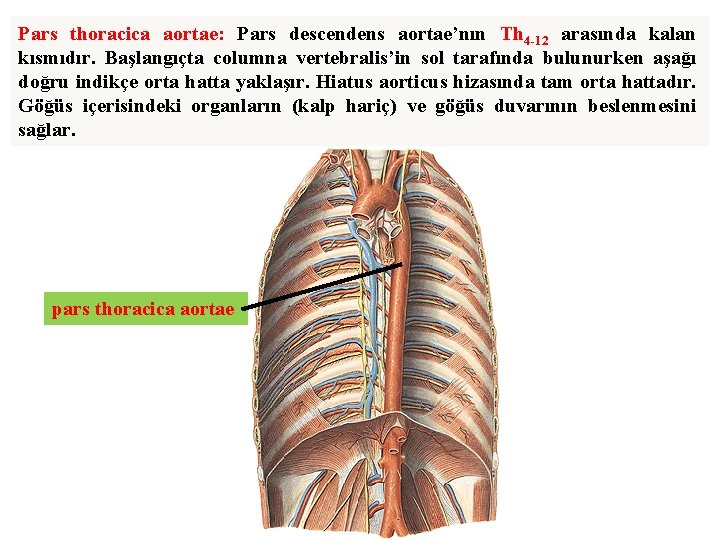 Pars thoracica aortae: Pars descendens aortae’nın Th 4 -12 arasında kalan kısmıdır. Başlangıçta columna