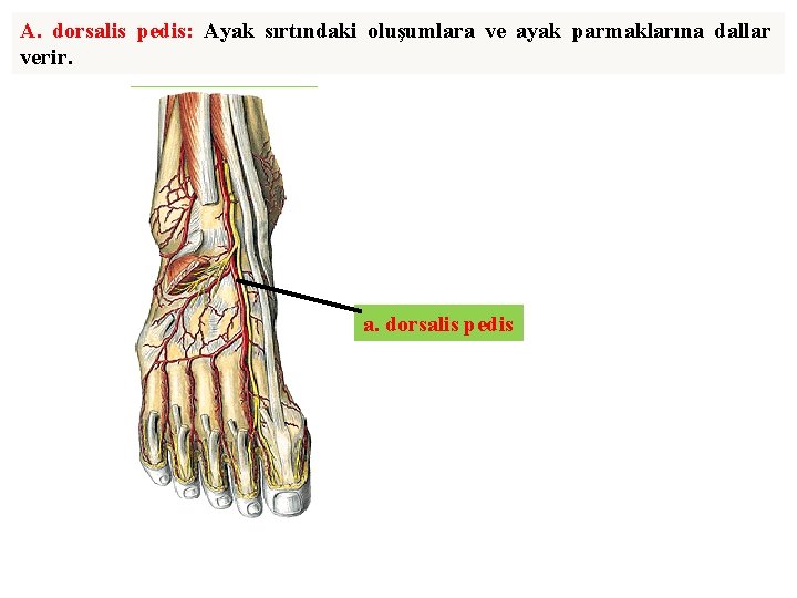 A. dorsalis pedis: Ayak sırtındaki oluşumlara ve ayak parmaklarına dallar verir. a. dorsalis pedis