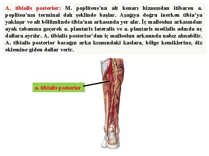 A. tibialis posterior: M. popliteus’un alt kenarı hizasından itibaren a. poplitea’nın terminal dalı şeklinde