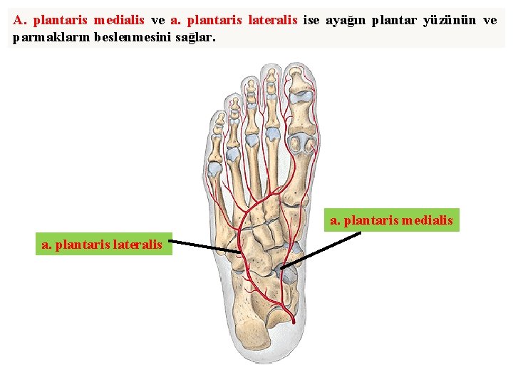 A. plantaris medialis ve a. plantaris lateralis ise ayağın plantar yüzünün ve parmakların beslenmesini