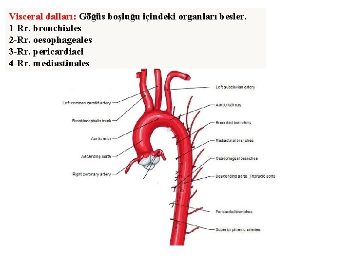 Visceral dalları: Göğüs boşluğu içindeki organları besler. 1 -Rr. bronchiales 2 -Rr. oesophageales 3