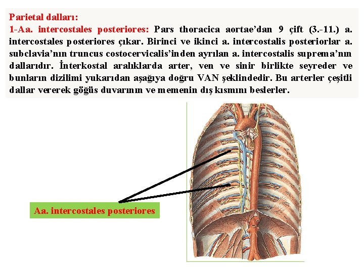 Parietal dalları: 1 -Aa. intercostales posteriores: Pars thoracica aortae’dan 9 çift (3. -11. )