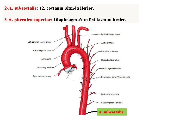 2 -A. subcostalis: 12. costanın altında ilerler. 3 -A. phrenica superior: Diaphragma’nın üst kısmını