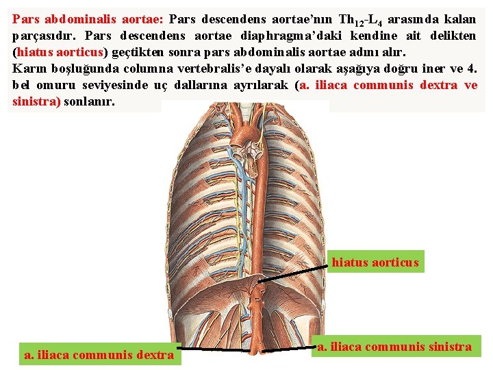 Pars abdominalis aortae: Pars descendens aortae’nın Th 12 -L 4 arasında kalan parçasıdır. Pars