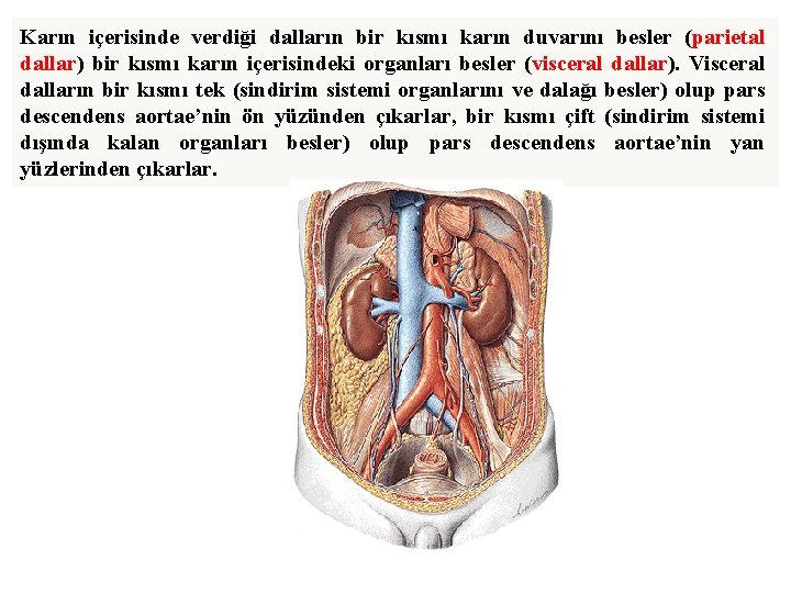 Karın içerisinde verdiği dalların bir kısmı karın duvarını besler (parietal dallar) bir kısmı karın