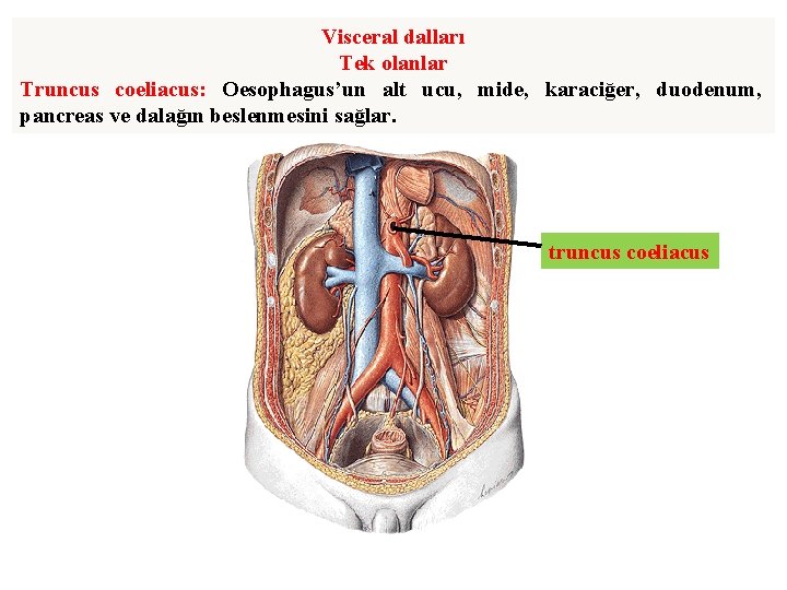 Visceral dalları Tek olanlar Truncus coeliacus: Oesophagus’un alt ucu, mide, karaciğer, duodenum, pancreas ve