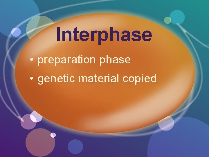 Interphase • preparation phase • genetic material copied 