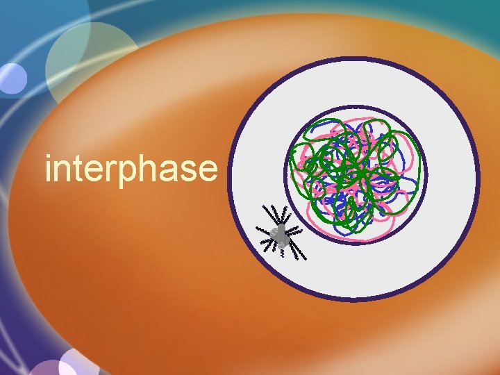 interphase 
