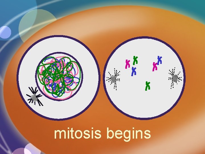 mitosis begins 