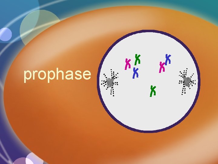 prophase 