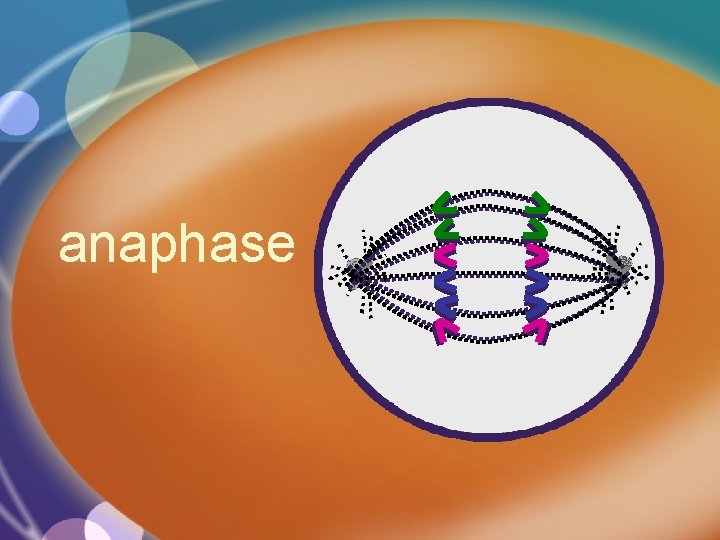 anaphase 