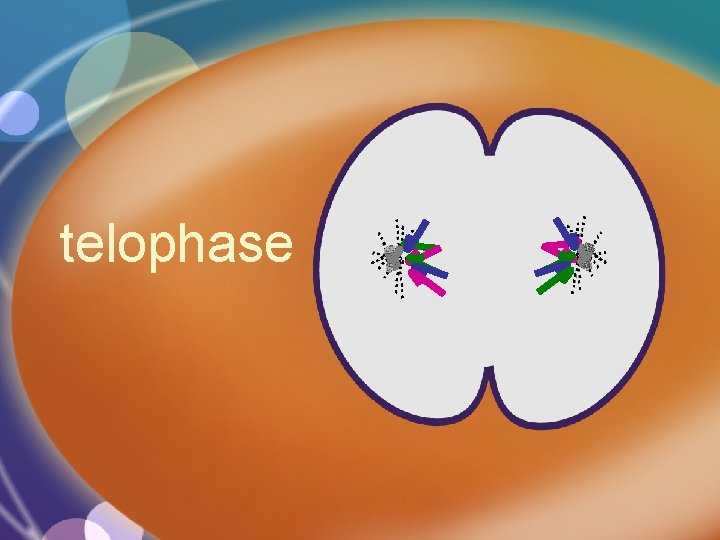 telophase 