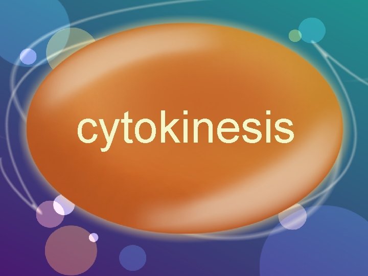 cytokinesis 