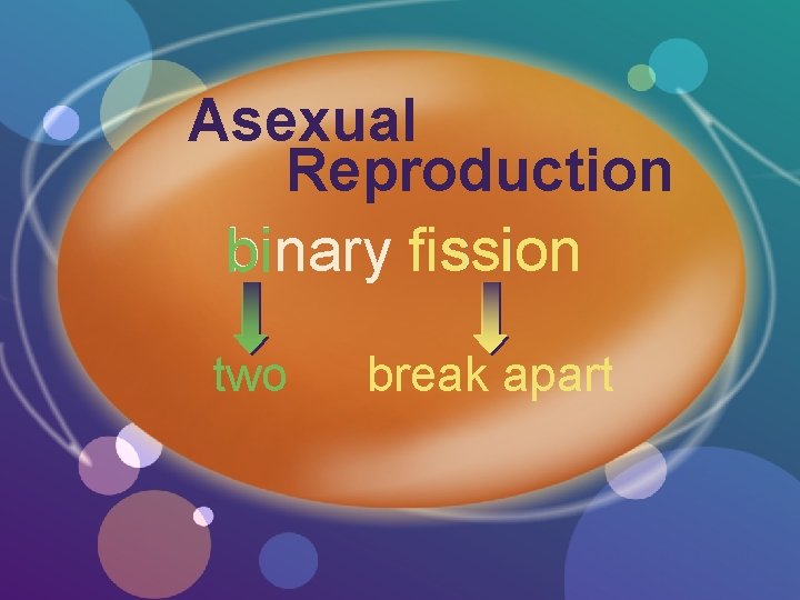 Asexual Reproduction binary fission bi two break apart 