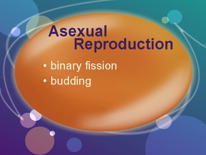 Asexual Reproduction • binary fission • budding 