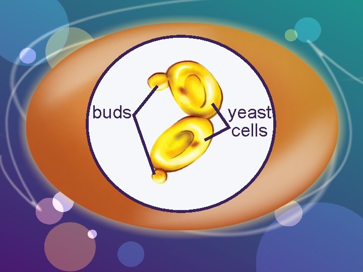 buds yeast cells 