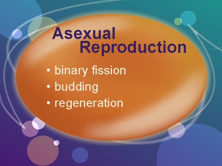 Asexual Reproduction • binary fission • budding • regeneration 