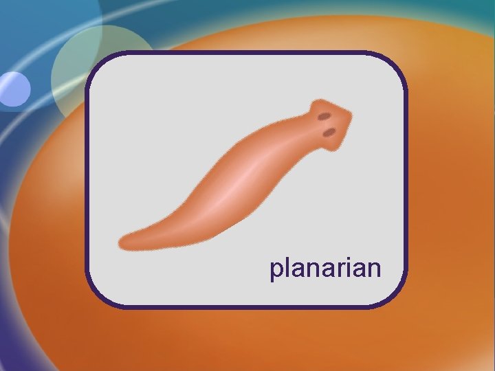planarian 