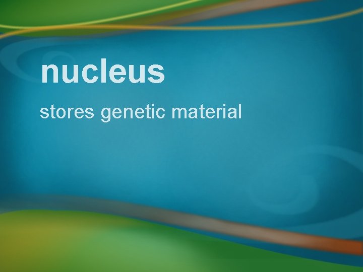 nucleus stores genetic material 
